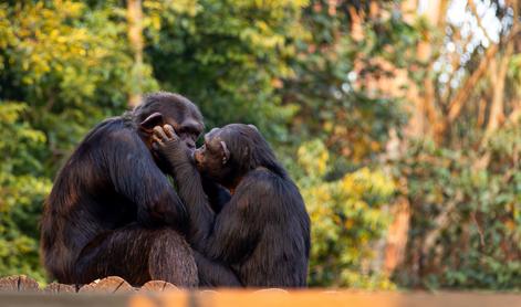 "Lubčkamo" se že 21 milijonov let