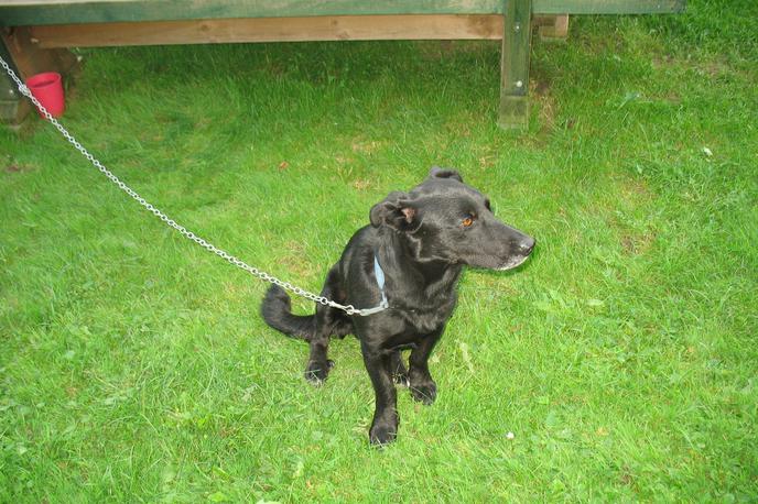 pes | Pes je mešanec, manjše rasti, črne barve z modro platneno ovratnico. Star je približno pet let.