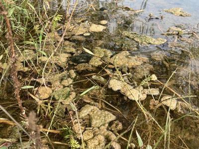 V Bohinjskem jezeru spet gošča, občina poziva k previdnosti