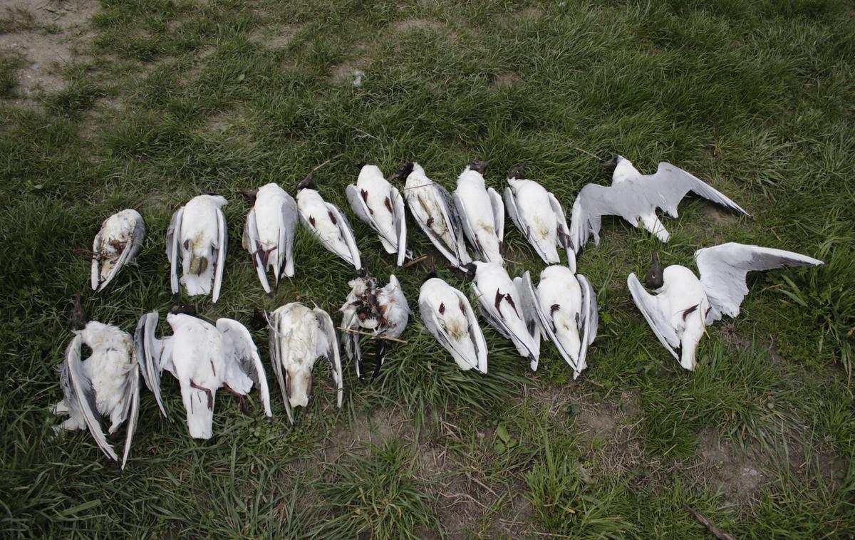Ptuj ptujsko jezero mrtve ptice | Foto STA