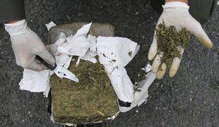 Hrvaška policija zasegla 800 kilogramov marihuane