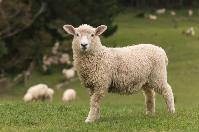 Ovca, ovce | Za kugo drobnice sta značilni visoka obolevnost in umrljivost. | Foto Shutterstock