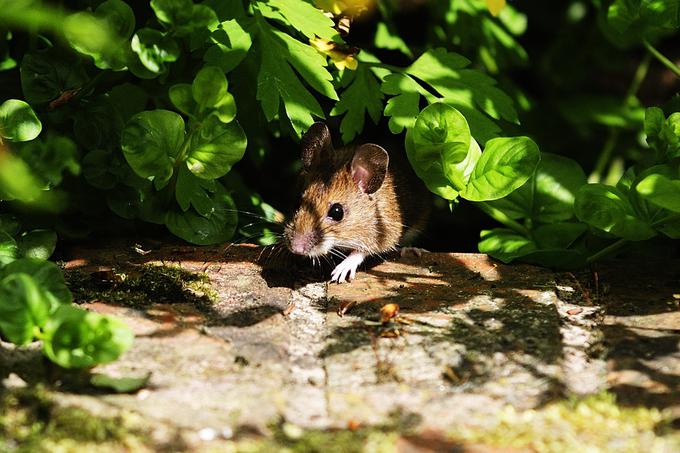 miš, miška | Foto: Getty Images