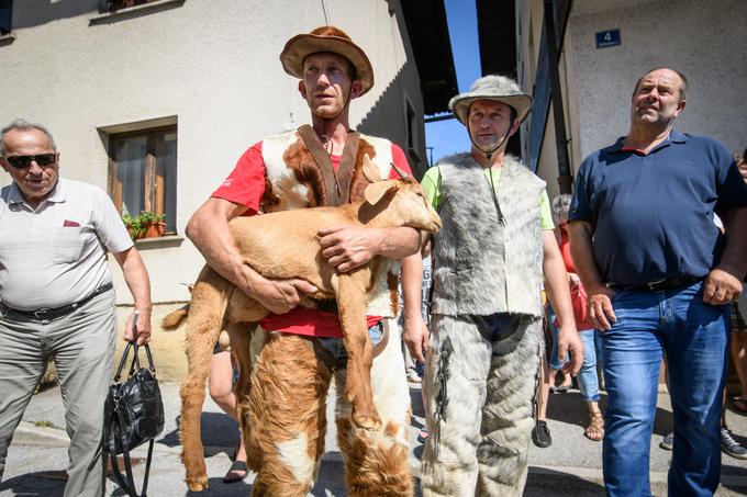 Kmet Boris Peterlin je v Velike Lašče prinesel kozo. Kot je dejal, je volk ubil njeno sestro. | Foto: STA ,
