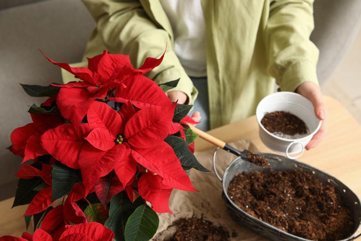 Božična zvezda za svoj dolgotrajneši obstoj potrebuje veliko svetlobe, ne mara pa neposredne sončne svetlobe in močnega sonca. | Foto: Shutterstock