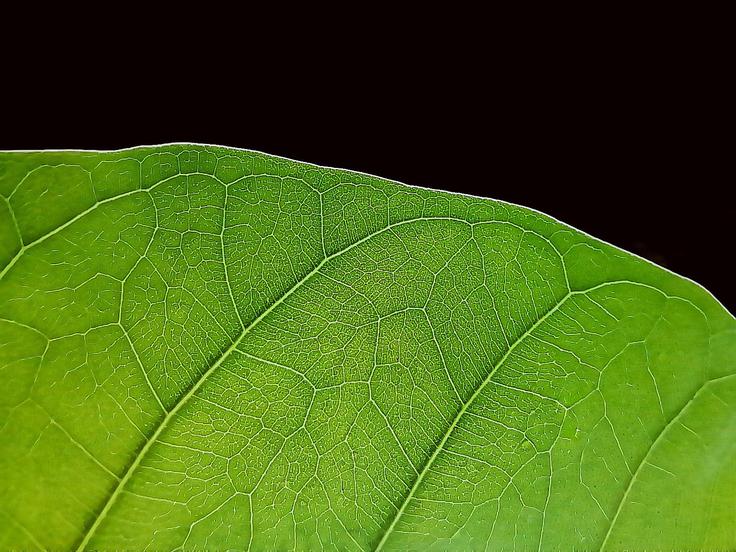 Huawei PeppaZadnji | Foto: 