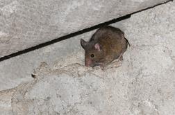 Kupila stanovanje, zdaj pa jo duši zapuščeno nadstropje: sosed se na to ne zmeni