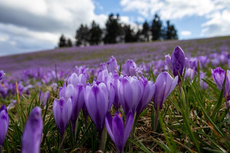 Dež in mraz, ki sta se v zadnjih tednih izmenjavala z lepimi sončnimi dnevi, sta žafrane precej zdelala. | Foto: Matej Podgoršek