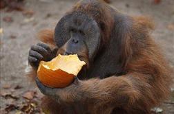 Srečnejši orangutani živijo dlje