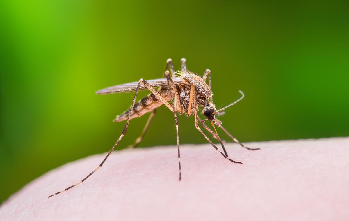 Komar | Deževni maj je bil idealen za razmnoževanje komarjev. | Foto Getty Images