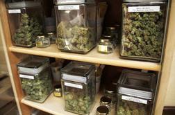 V pričakovanju legalizirane marihuane v Coloradu