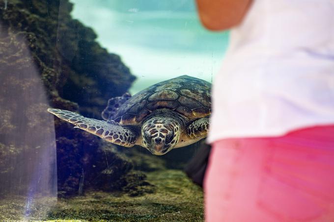 Glavate želve so ena od najstarejših živalskih vrst, za katero zanesljivo vemo, da si je življenjski prostor delila že z dinozavri, samo od nas pa je odvisno, ali bodo želve med nami tudi v prihodnje. | Foto: Ana Kovač