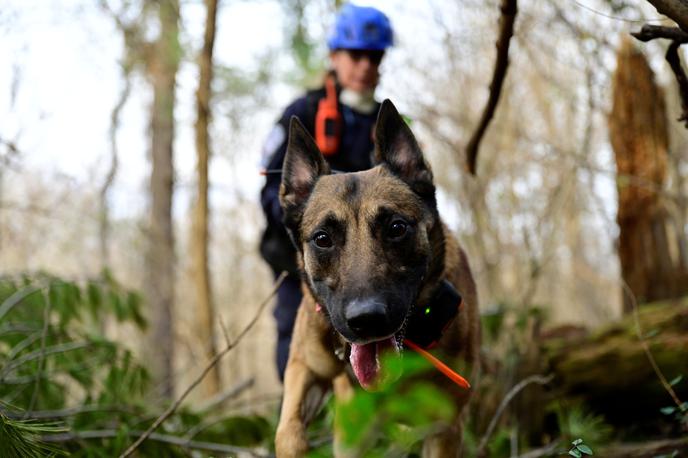 reševalni pes | Pri iskanju pogrešanega so pomagali tudi reševalni psi.  | Foto Reuters