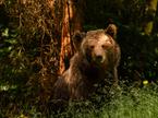 medved, rjavi medved, ursus ursus
