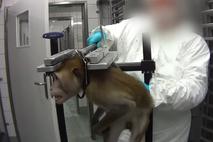 mučenje živali