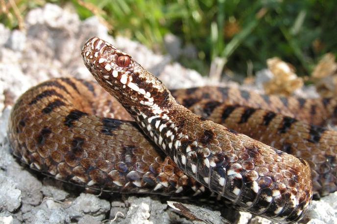 Gad | Na območju Dalmacije od strupenih kač poleg gada (na fotografiji) živi tudi modras.  | Foto STA