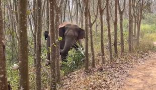 Kaj se zgodi s slonom, ki najde nahrbtnik z opijem? #video
