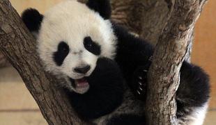 Dunajski živalski vrt se veseli malega pande