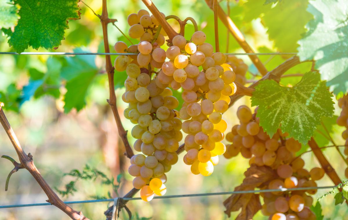 Gruzija, grozdje, rkatsiteli | Foto Getty Images
