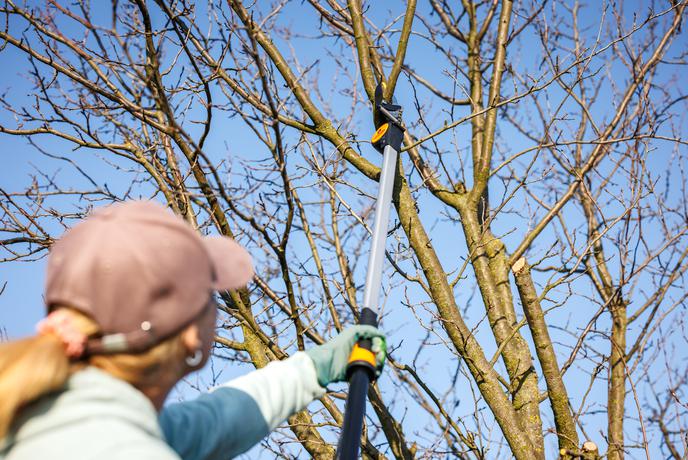 Kdaj in kako pravilno obrezati sadna drevesa, da bodo ta obilno rodila?