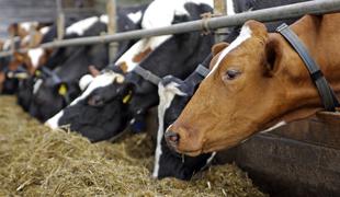 Opozorilo: nova bolezen norih krav in ljudje, ki niso čisto "človeški"