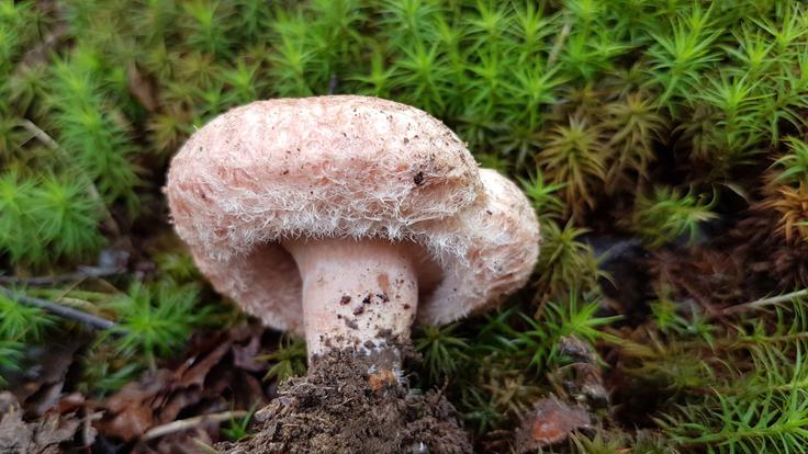 Gobe nabiramo ročno in brez orodja. Res jih je priporočljivo dobro poznati, saj so lahko med njimi tudi strupene dvojnice. Na fotografiji Kosmata mlečnica – strupena in nevarna za zamenjavo z užitno sirovko. | Foto: Jože Podboj, osebni arhiv