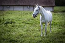 Pedagoško raziskovalni center za konjerejo Krumperk