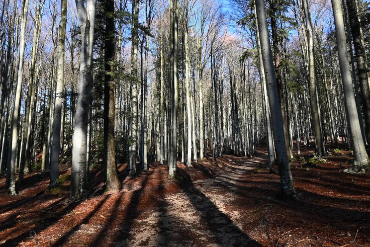 Vzpon na Trnovski gozd | Foto: Matej Podgoršek