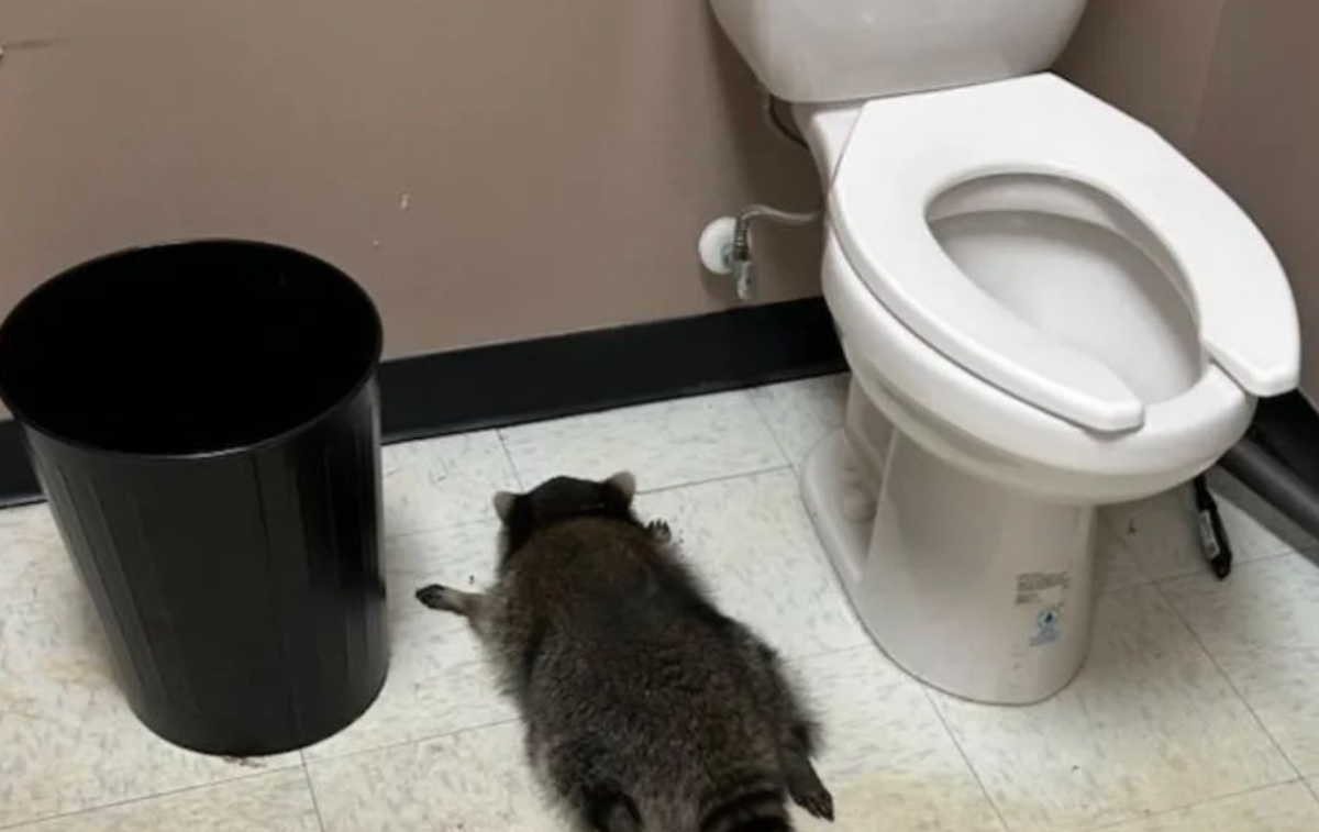 Rakun | Rakun se je po nekaj urah streznil in izpustili so ga nazaj v divjino.  | Foto X/@PopCrave