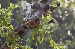V ljubljanskem živalskem vrtu tragično poginila žirafa