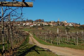 Pohod po vinogradih: fotografska oprema obvezna