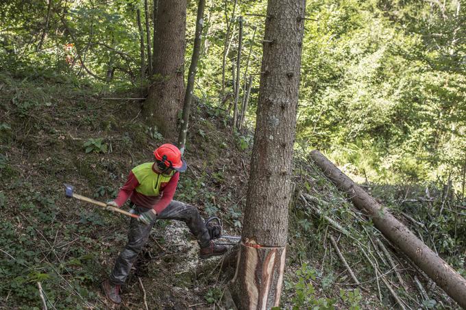 Tudi pri opravljanju del v gozdu previdnost ne bo odveč.  | Foto: Matej Leskovšek