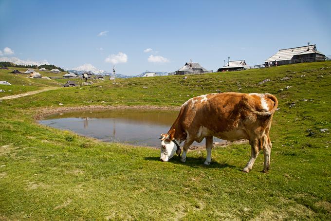 krava kmetija živina | Foto: 