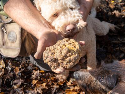 Najdragocenejši okus jeseni – beli tartuf