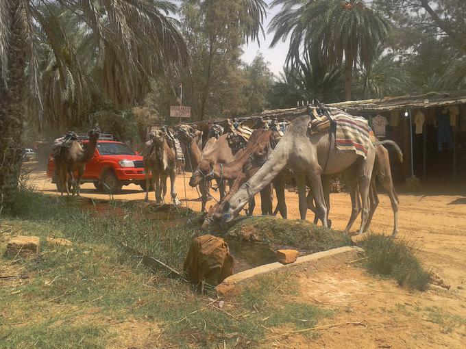 Najprej sta se ukvarjala z organizacijo izletov s konji in kamelami, nato sta dejavnosti zaradi gospodarske krize razširila. | Foto: 