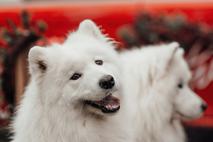 samojed, pes