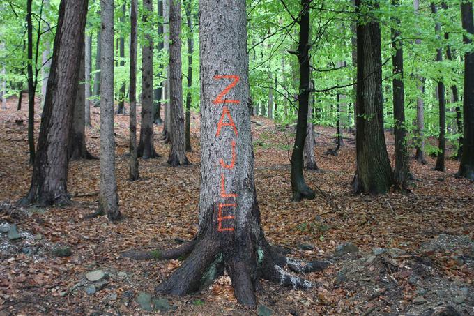 Bodeča žica napeta med drevesi na Mariborskem Pohorju | Foto: PU Maribor