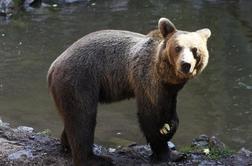 V bližini Sevnice medved poškodoval panje
