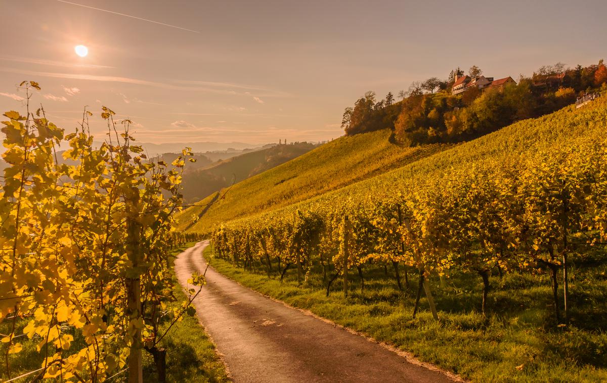 Štajerska vinograd | Foto Getty Images
