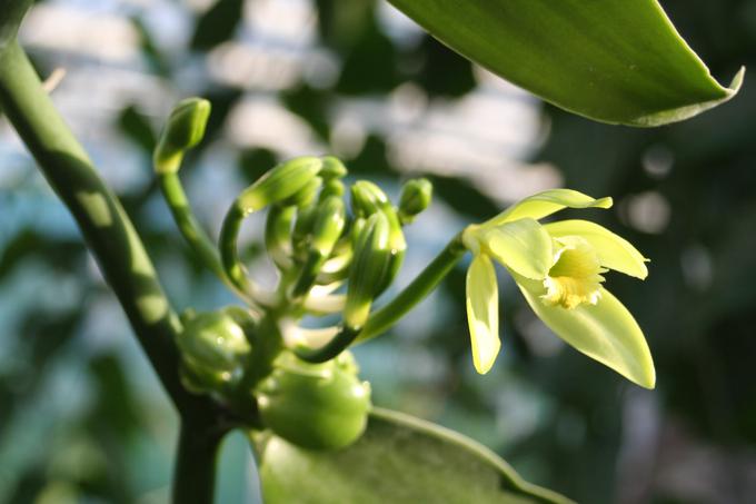 orhideja, vanilija | Foto: 
