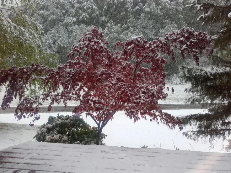 Pristava, občina Cirkulane. Foto: Sabina Kolednik | Foto: 