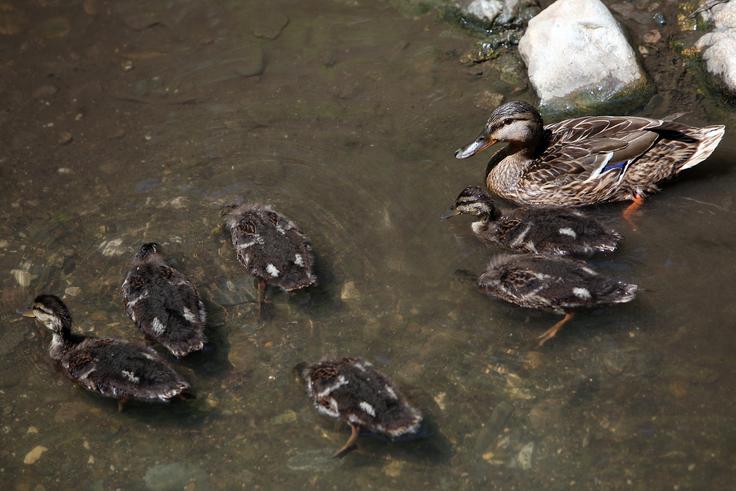 V zadnjih izbruhih ptičje gripe, ki se je v Evropi pojavila lani jeseni, je najbolj na udaru Madžarska. | Foto: Matjaž Rušt