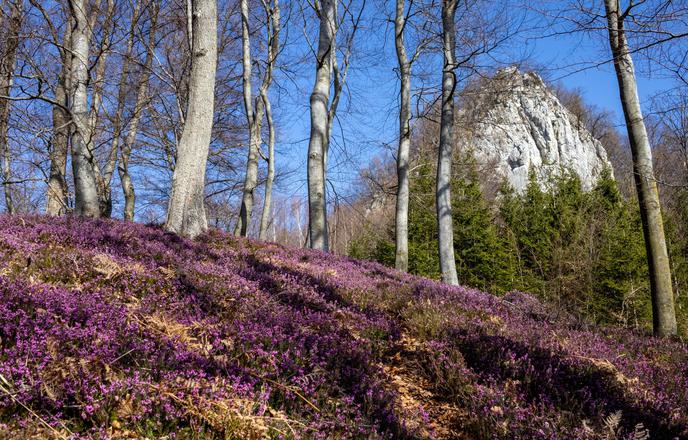 Spomladanska resa nad Celjem privablja množice #video