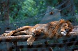 V živalskem vrtu sredi "socialističnega raja" zaradi lakote umrlo okoli 50 živali (foto)