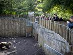 živalski vrt, ZOO, medved