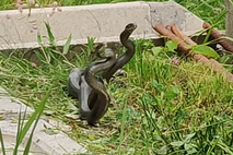 Kača
