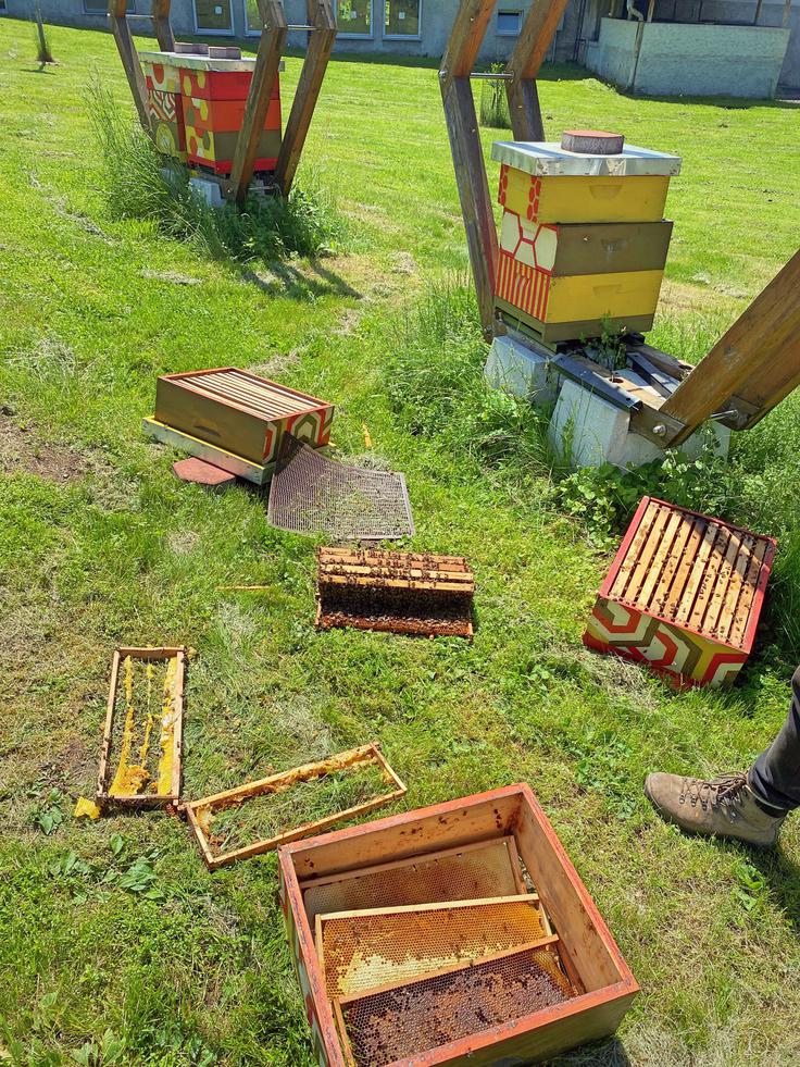 Medved je povzročil škodo, predvsem pa je uničil čebeljo družino.  | Foto: Urbani čebelar