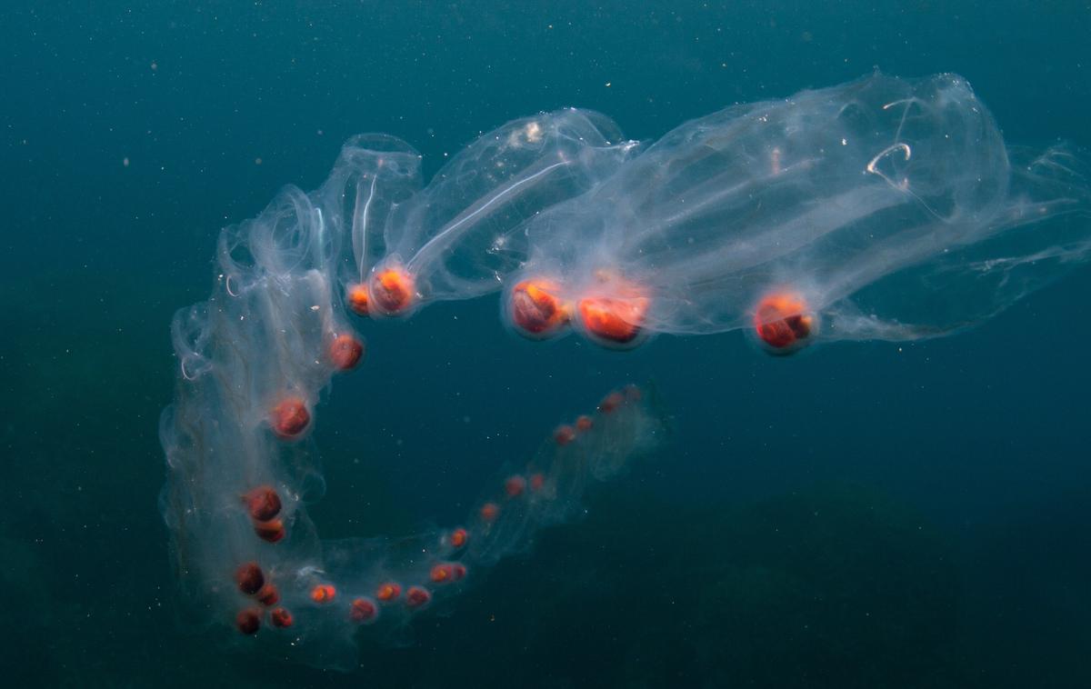 salpovci | Foto Facebook/Inštitut za oceanografijo in ribištvo