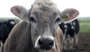 Ogorčeni nad stanjem vrnjenega goveda: eno žival so morali usmrtiti, dve imata vročino