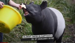 Umrla najstarejši tapir in najstarejši lenivec na svetu